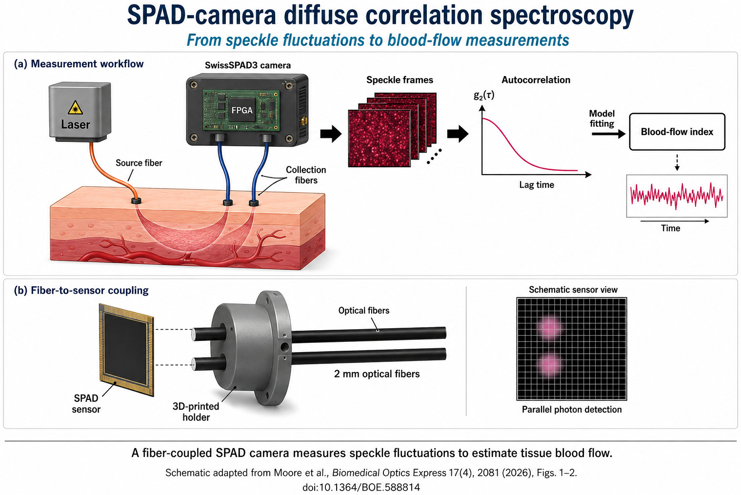 SPAD camera diffuse correlation spectroscopy, in 2 panels. Panel a is the measurement workflow: a laser feeds a source fiber into layered tissue, 2 collection fibers carry the scattered light to a SwissSPAD3 camera containing an FPGA, the camera records a series of speckle frames, the frames give an autocorrelation curve of g2 against lag time, and model fitting returns a blood flow index plotted against time. Panel b shows fiber to sensor coupling: 2 millimetre optical fibers held by a 3D printed holder in front of the SPAD sensor, with a schematic sensor view showing the 2 illuminated regions used for parallel photon detection.