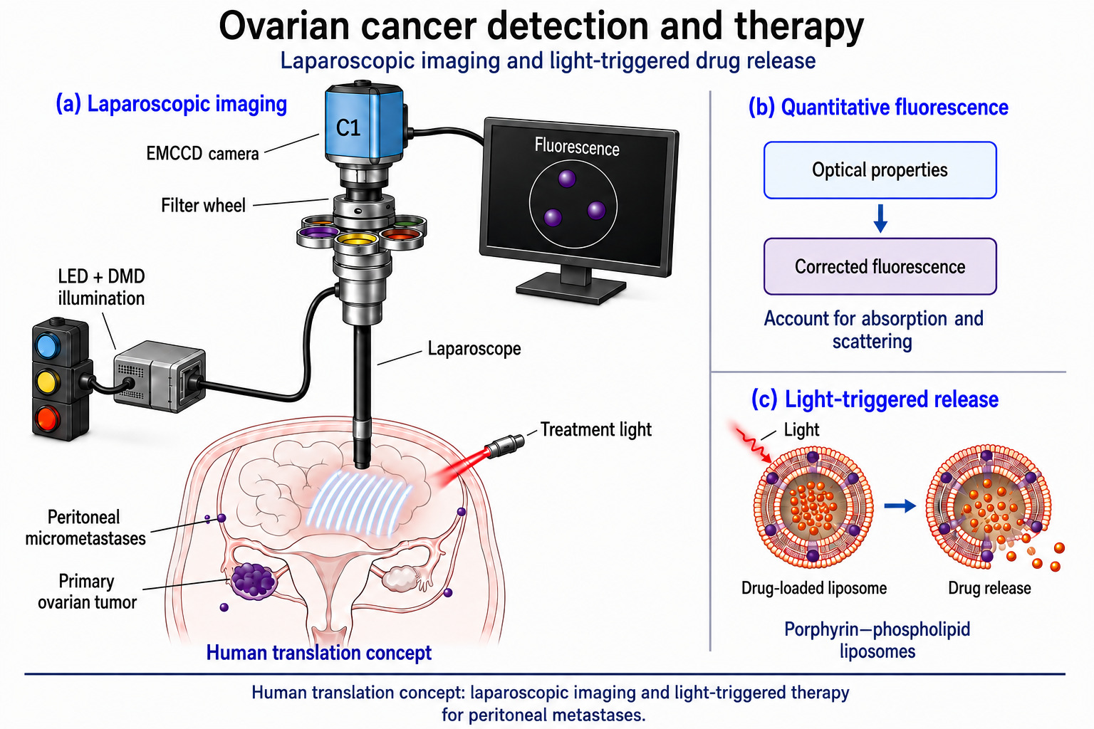 Ovarian cancer detection and therapy, drawn as a human translation concept, in 3 panels. Panel a shows a laparoscope in the abdomen projecting a striped pattern onto the peritoneal surface, with a primary ovarian tumor and scattered peritoneal micrometastases labelled, LED and digital micromirror illumination feeding the laparoscope, an EMCCD camera behind a filter wheel, a fluorescence view on a monitor, and a separate treatment light. Panel b shows optical properties feeding a corrected fluorescence measurement, to account for absorption and scattering. Panel c shows a drug loaded porphyrin phospholipid liposome releasing its contents when light reaches it.