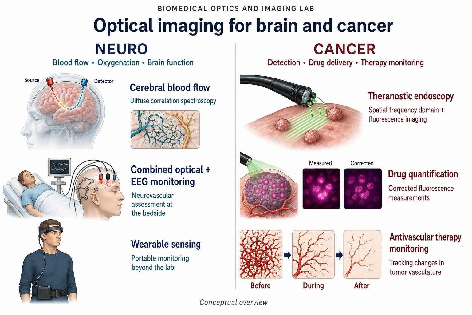 Overview of the 2 branches of the lab's work. Neuro covers blood flow, oxygenation and brain function, shown as cerebral blood flow measured by diffuse correlation spectroscopy with a source and a detector on the head, combined optical and EEG monitoring at the bedside, and wearable sensing outside the lab. Cancer covers detection, drug delivery and therapy monitoring, shown as theranostic endoscopy using spatial frequency domain and fluorescence imaging, drug quantification comparing a measured against a corrected fluorescence image, and antivascular therapy monitoring showing tumor vasculature before, during and after treatment.