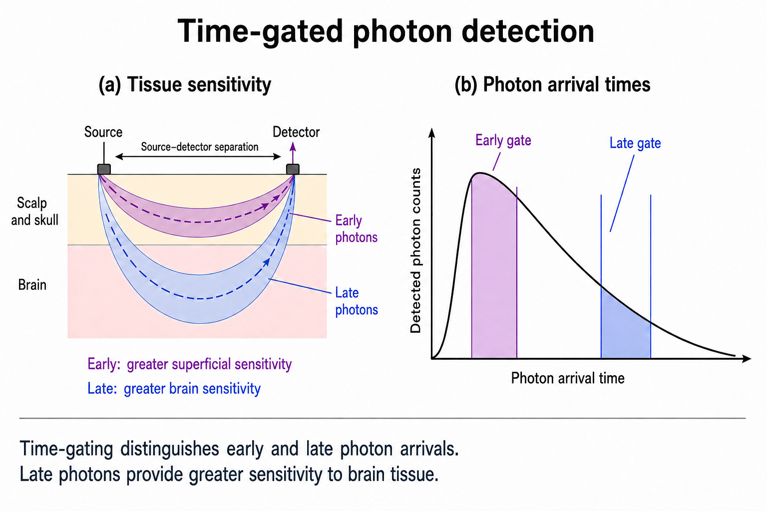 Time gated photon detection, in 2 panels. Panel a shows a source and a detector on the surface with a labelled source to detector separation. Early photons follow a shallow path through scalp and skull, late photons follow a deeper path into the brain, so early arrivals carry greater superficial sensitivity and late arrivals greater brain sensitivity. Panel b plots detected photon counts against photon arrival time, with an early gate marked near the peak of the distribution and a late gate marked on its tail.